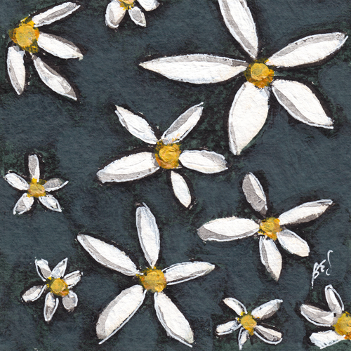 Daisies