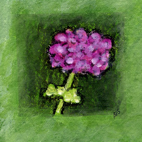 Hydrangea in Bloom