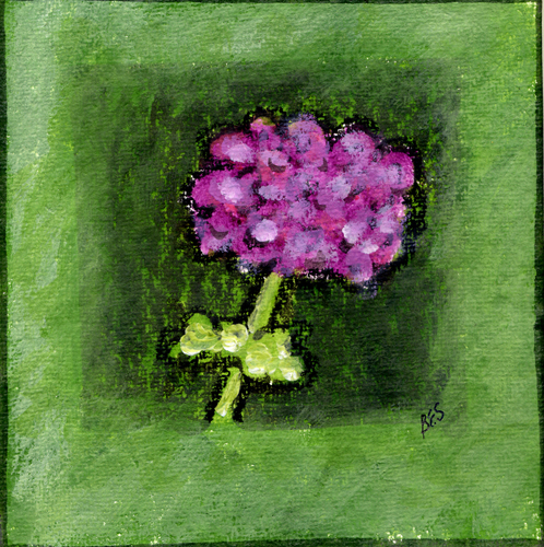 Hydrangea in Bloom