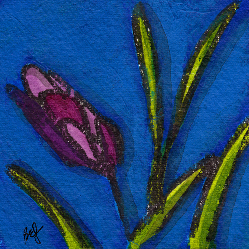Purple Tulip